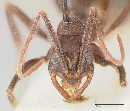 Leptogenys stuhlmanni - FOCOL1025