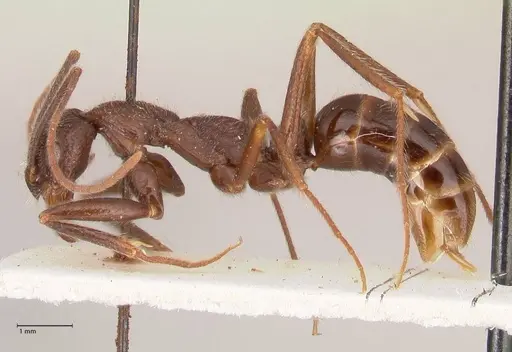 Leptogenys stuhlmanni - FOCOL1025