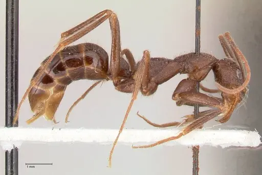 Leptogenys stuhlmanni - FOCOL1025