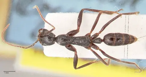 Leptogenys stuhlmanni - FOCOL1026