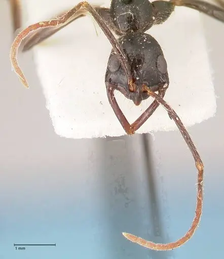 Leptogenys stuhlmanni - FOCOL1026