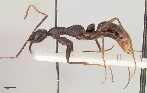 Leptogenys stuhlmanni - FOCOL1026