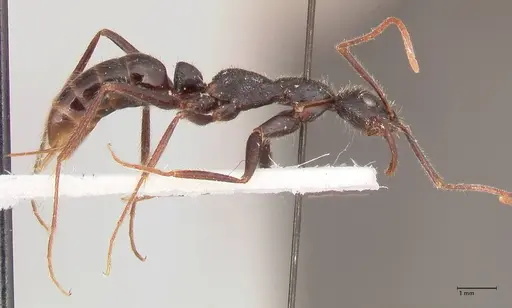 Leptogenys stuhlmanni - FOCOL1026