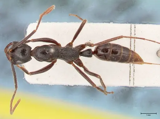 Leptogenys stuhlmanni - FOCOL1027