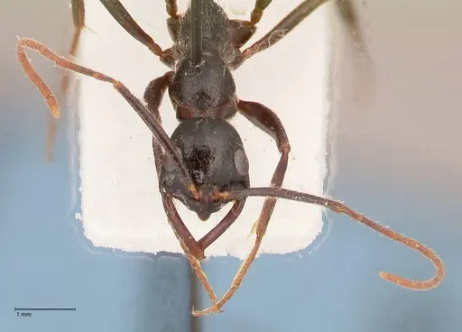 Leptogenys stuhlmanni - FOCOL1027