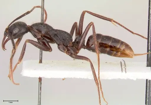 Leptogenys stuhlmanni - FOCOL1027