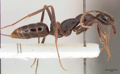 Leptogenys stuhlmanni - FOCOL1027