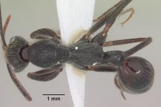 Leptogenys stuhlmanni - SAM-HYM-C008614