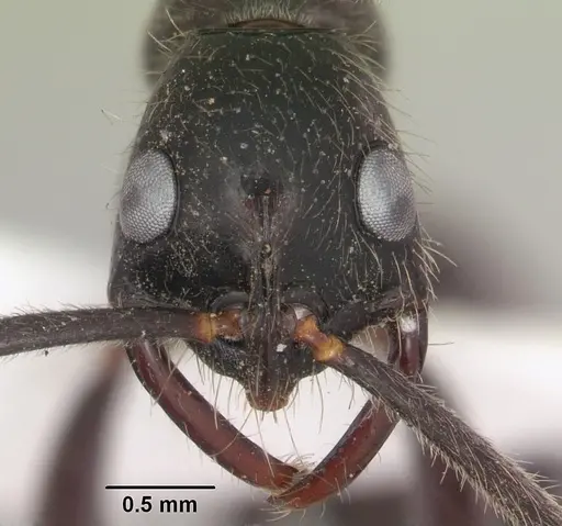 Leptogenys stuhlmanni - SAM-HYM-C008614