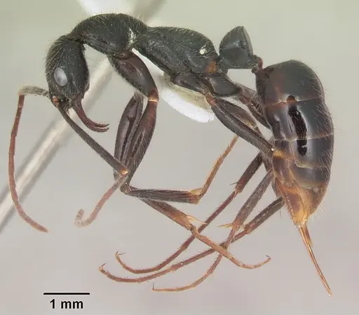 Leptogenys stuhlmanni - SAM-HYM-C008614