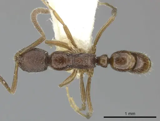Leptogenys stygia specimen