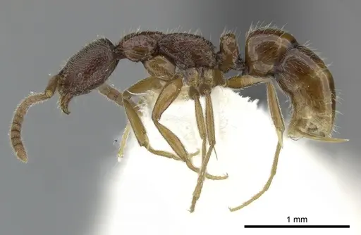 Leptogenys stygia specimen
