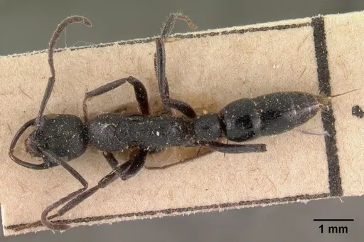 Leptogenys suarensis specimen