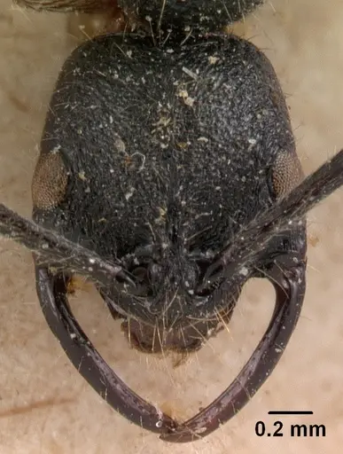 Leptogenys suarensis specimen