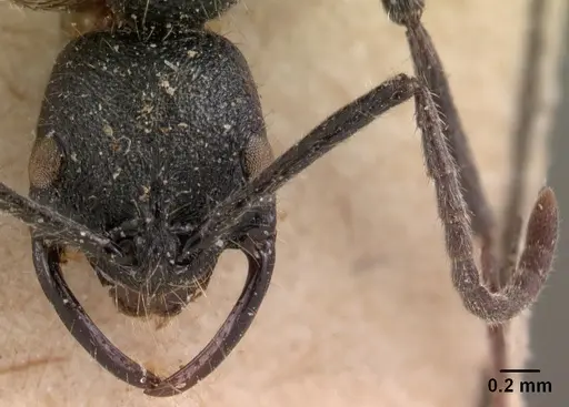 Leptogenys suarensis specimen