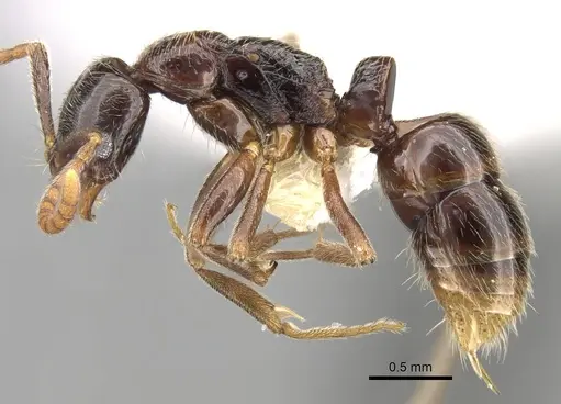 Leptogenys sulcinoda specimen