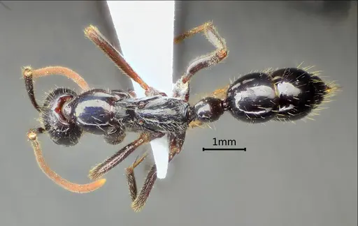 Leptogenys sunzii specimen