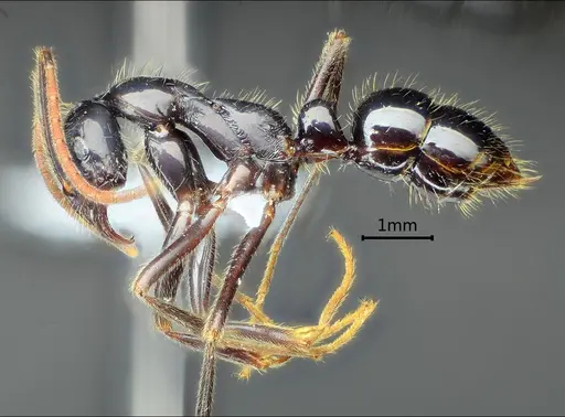 Leptogenys sunzii specimen