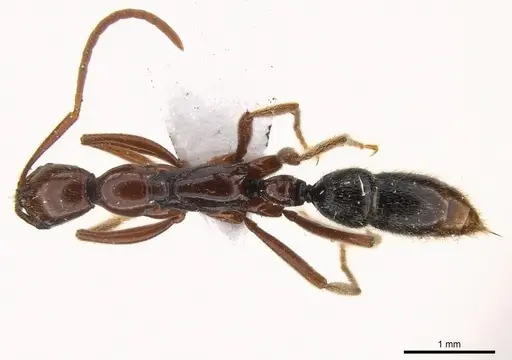 Leptogenys tama specimen