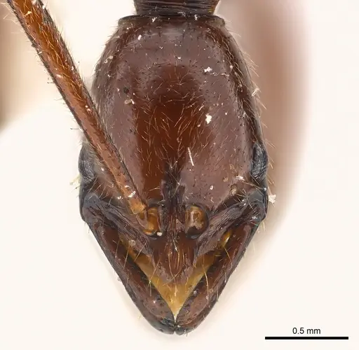 Leptogenys tama specimen