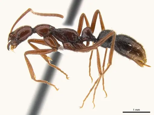 Leptogenys tama specimen