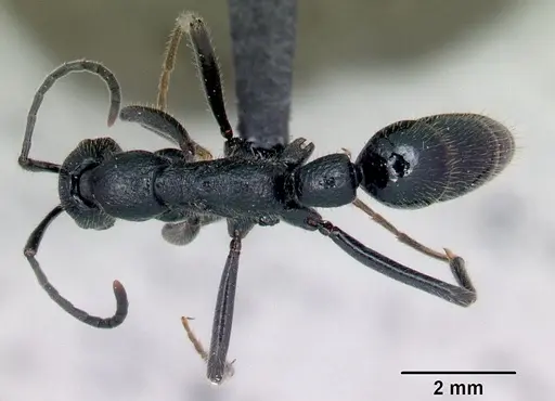 Leptogenys tatsimo specimen