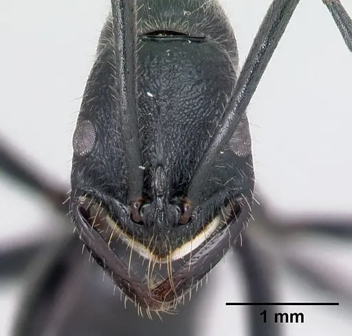 Leptogenys tatsimo specimen