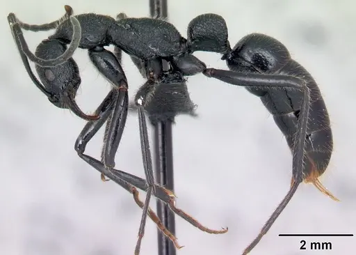 Leptogenys tatsimo specimen