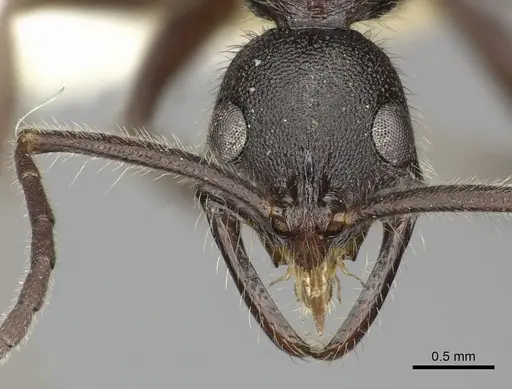 Leptogenys terroni specimen