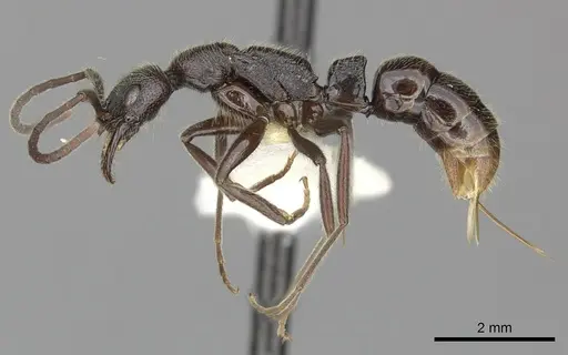 Leptogenys terroni specimen