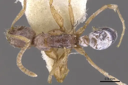 Leptogenys testacea specimen