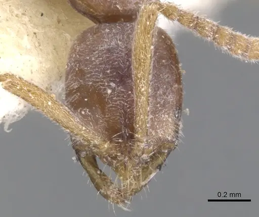 Leptogenys testacea specimen