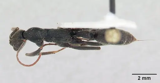 Leptogenys tiobil specimen