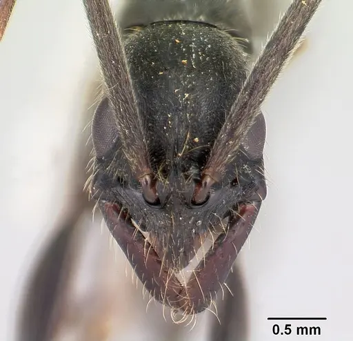 Leptogenys tiobil specimen