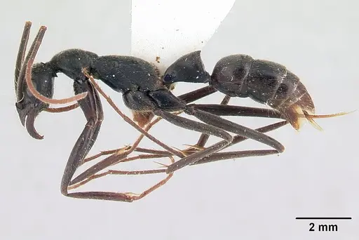 Leptogenys tiobil specimen