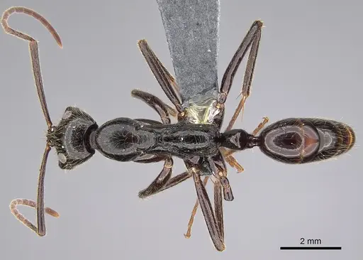 Leptogenys titan specimen