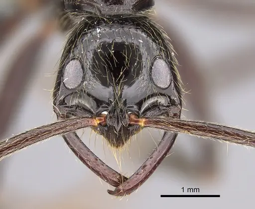 Leptogenys titan specimen