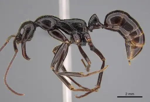 Leptogenys titan specimen