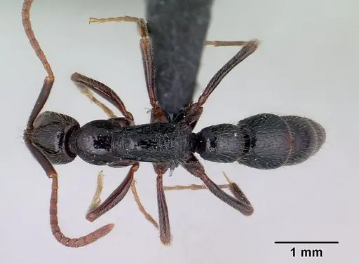 Leptogenys toeraniva specimen