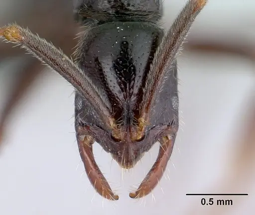 Leptogenys toeraniva specimen