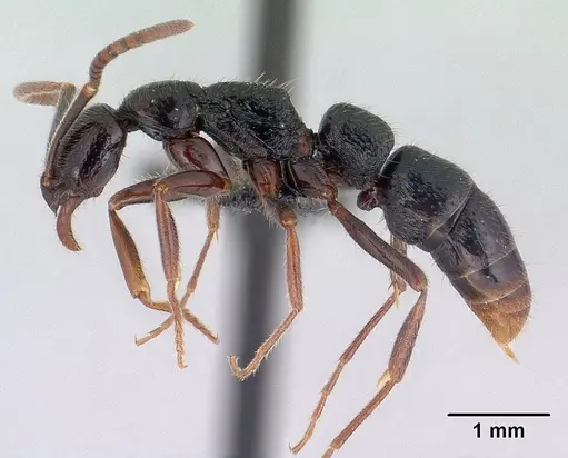 Leptogenys toeraniva specimen