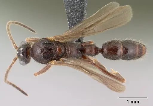 Leptogenys toeraniva - CASENT0138377