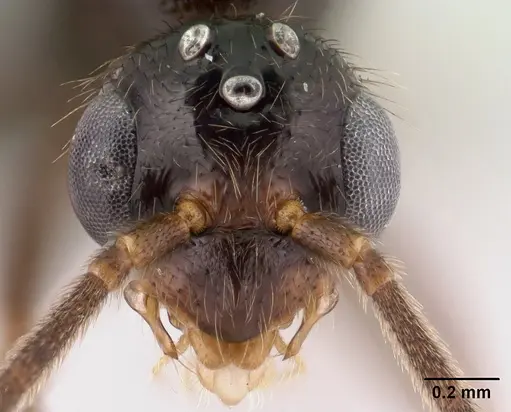 Leptogenys toeraniva - CASENT0138377