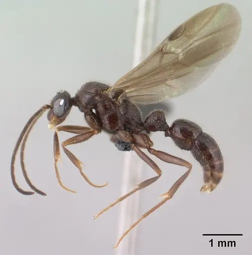 Leptogenys toeraniva - CASENT0138377