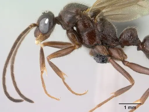 Leptogenys toeraniva - CASENT0138377