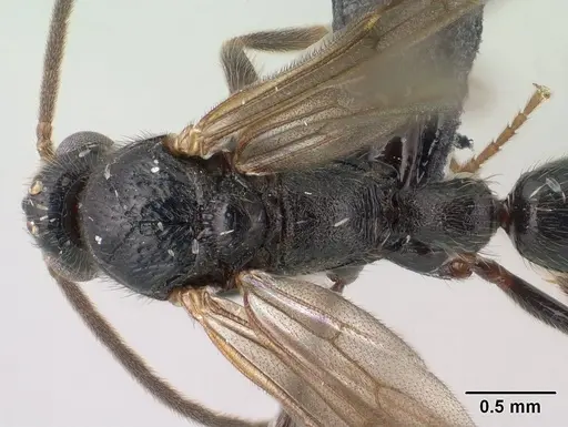 Leptogenys toeraniva - CASENT0145191