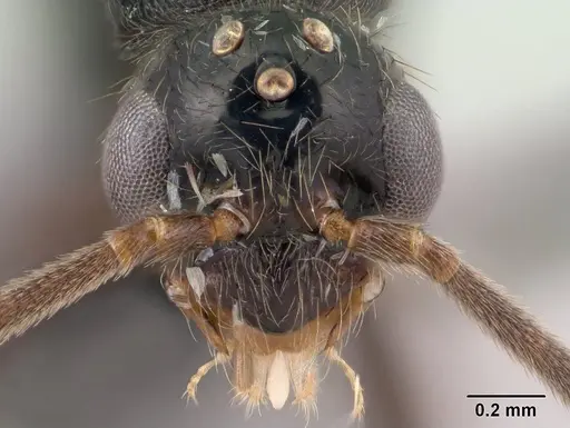 Leptogenys toeraniva - CASENT0145191