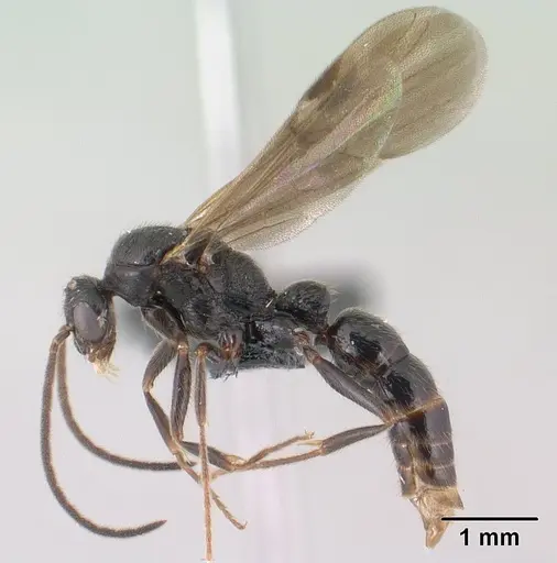 Leptogenys toeraniva - CASENT0145191