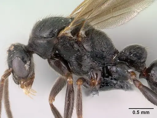 Leptogenys toeraniva - CASENT0145191