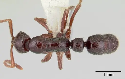 Leptogenys toxeres specimen